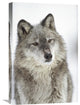 "Timber Wolf Portrait With Snow On Muzzle, Montana" Artwork, 16" x 24"