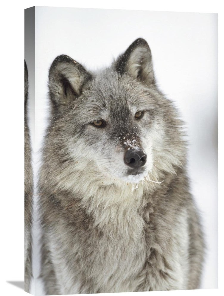 "Timber Wolf Portrait With Snow On Muzzle, Montana" Artwork, 16" x 24"