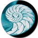Chambered Nautilus Shell, Abstract Art Large Disc Metal Wall Art, 23"