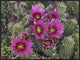 "Hedgehog Cactus flowering, Arizona"  by Tim Fitzharris, 33x25"
