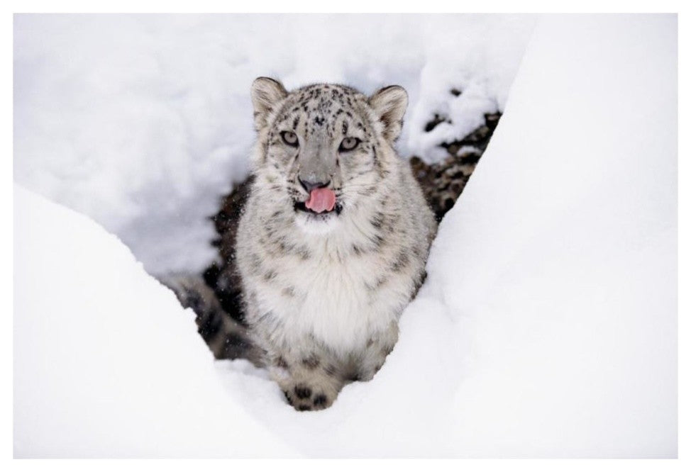"Snow Leopard adult portrait in snow" Paper Print by Tim Fitzharris, 32"x22"