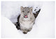 "Snow Leopard adult portrait in snow" Paper Print by Tim Fitzharris, 32"x22"