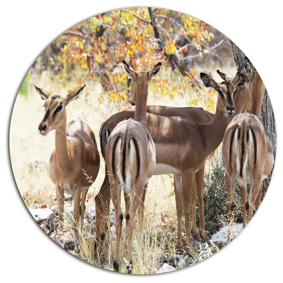 Beautiful Herd Of Antelope Gnu, African Round Wall Art, 11"
