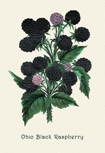 Ohio Black Raspberry - Canvas Poster 20" x 30"