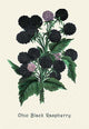 Ohio Black Raspberry - Canvas Poster 20" x 30"