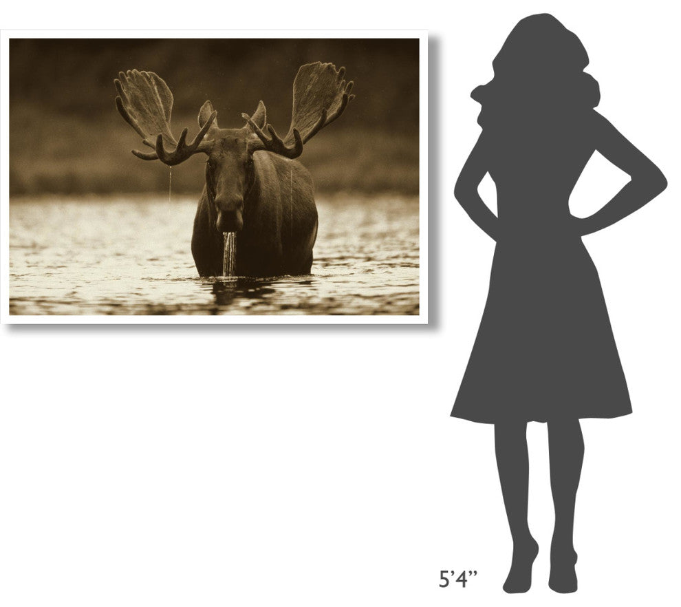 "Moose raising head while feeding, North America" Paper Art, 50"x34"