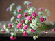 Tile Mural Still Carnation Flowers By R. Maucherat Longpre, 6"x8", Glossy