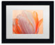 Cora Niele 'Orange Glowing Tulip' Matted Framed Art
