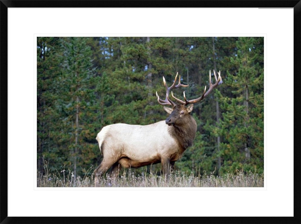 "Elk or Wapiti male portrait, North America"  by Tim Fitzharris, 32x24"