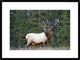 "Elk or Wapiti male portrait, North America"  by Tim Fitzharris, 32x24"