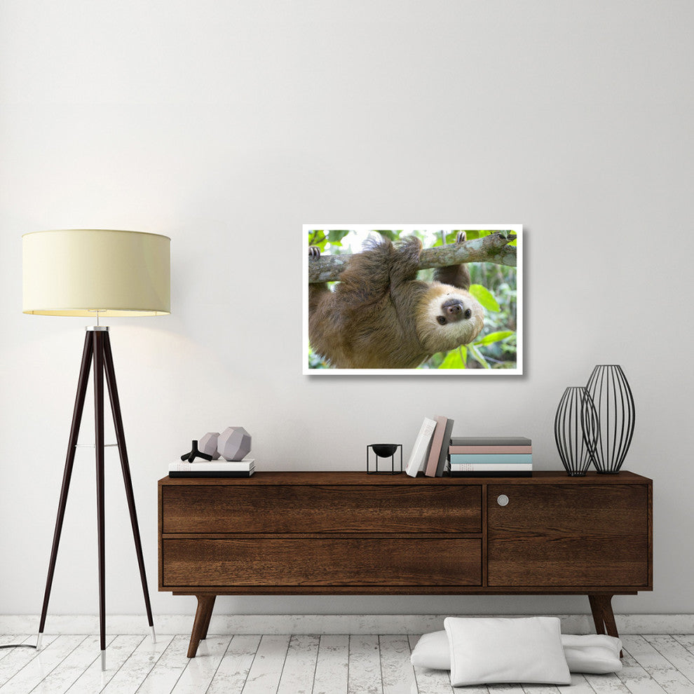 "Hoffmann's 2-toed Sloth orphan, Aviarios Sloth Sanctuary" Paper Art, 38"x26"