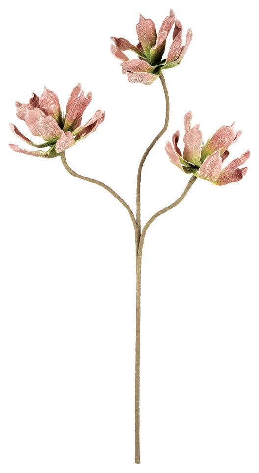 Kalalou Csl2559 Botanica