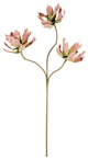 Kalalou Csl2559 Botanica