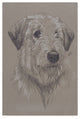 "Irish Wolfhound Illustration" by Barbara Keith, Canvas Art