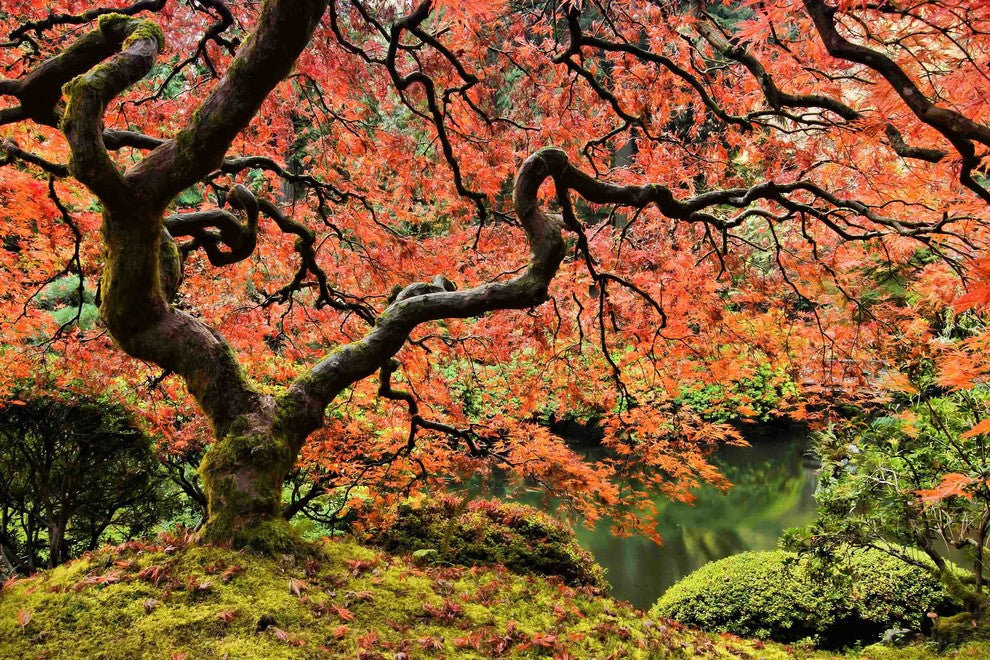 "Autumn Magnificence" Painting Print on Canvas