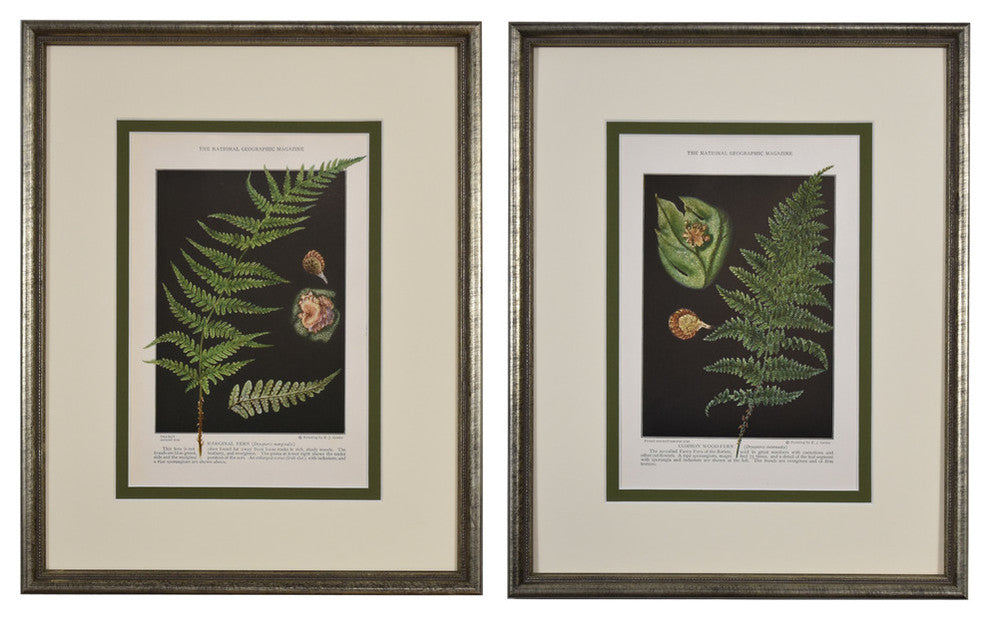 Original Vintage 1925 Botanical Fern Framed Prints, Set of 2