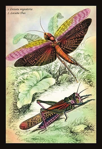 Insects: Locusta Migratoria and Locusta Dux - Fine Art Giclee Print 24" x 36"