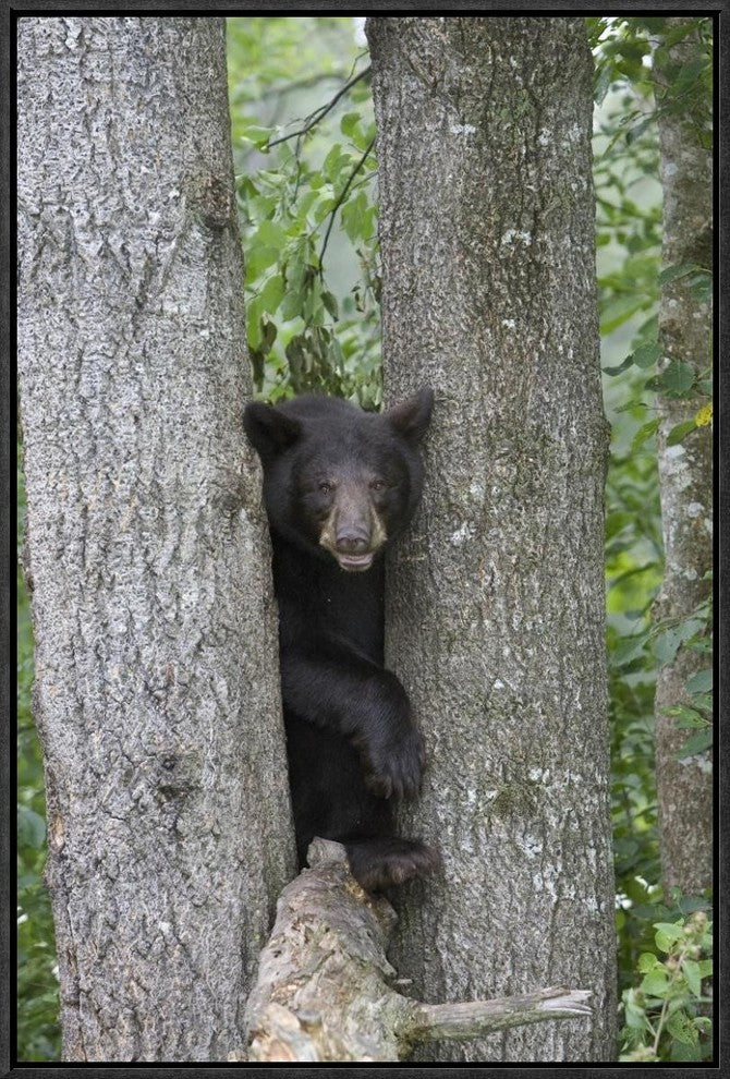 "Black Bear juvenile male in tree, Orr, Minnesota"  by Matthias Breiter, 17x25"