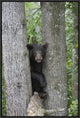 "Black Bear juvenile male in tree, Orr, Minnesota"  by Matthias Breiter, 17x25"