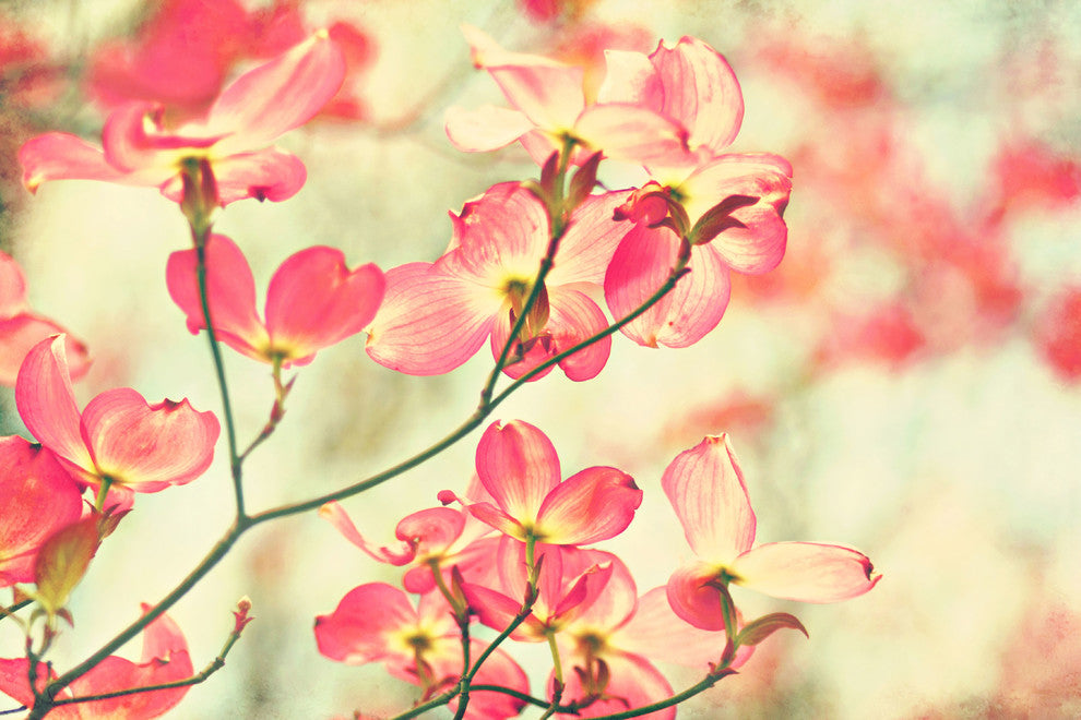 "Morning Light" Artwork