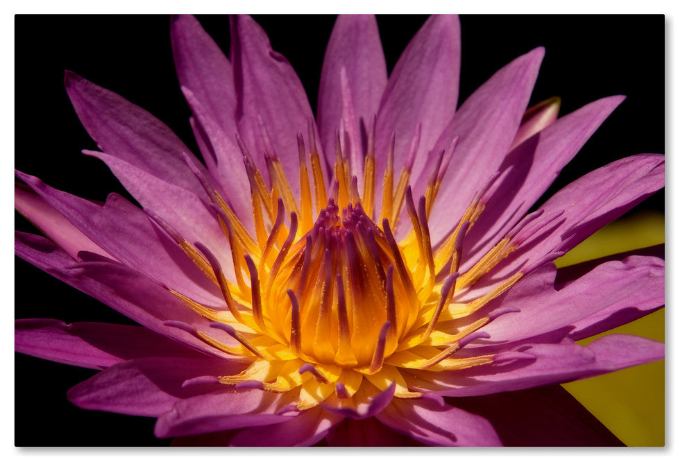 Mike Jones Photo 'Fairchild Gardens Lily' Canvas Art, 30x47