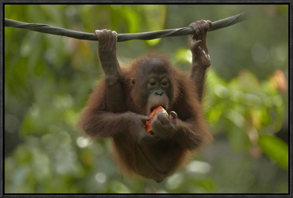 Orangutan Young Eating Fruit, Sabah, Borneo, Malaysia, 24"x16"