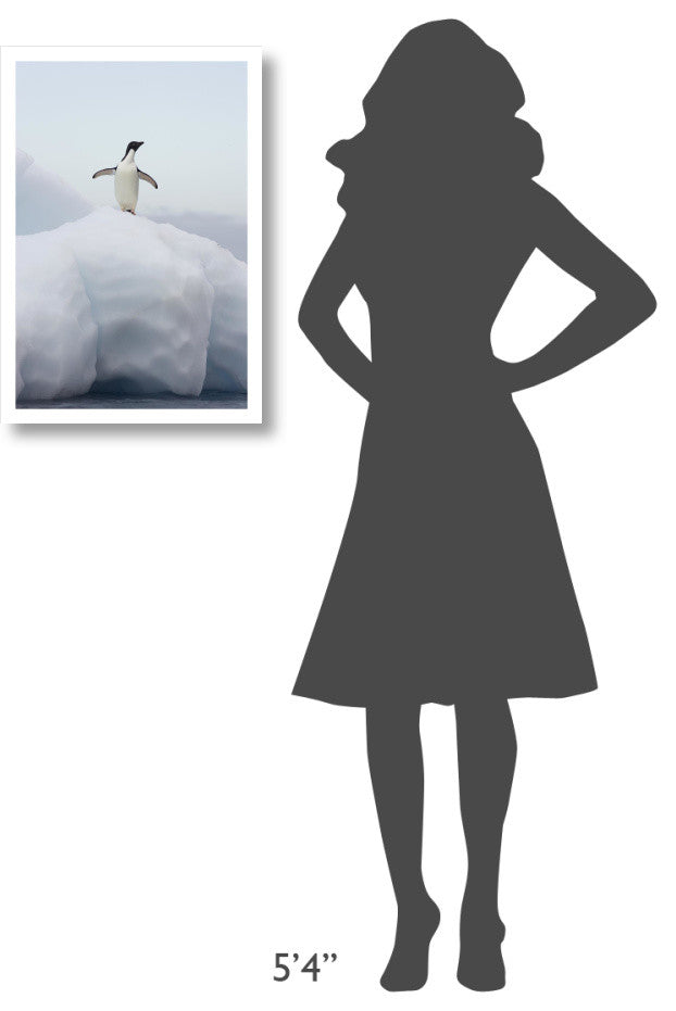 "Adelie Penguin standing on iceberg, Paulet Island" Paper Art, 18"x26"