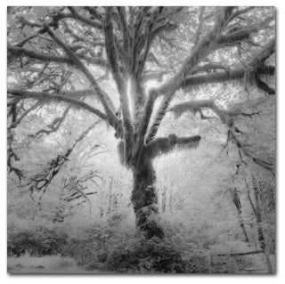 "Lightning Tree II" Canvas Art by Moises Levy