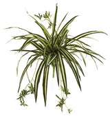 23" Spider Plant Bush, Set Of 4