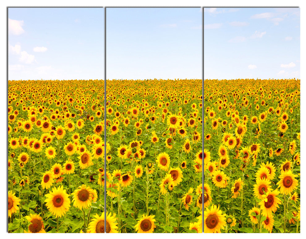 Beautiful Sunflowers Garden, Floral Triptych Canvas Art Print, 36x28, 3 Panels