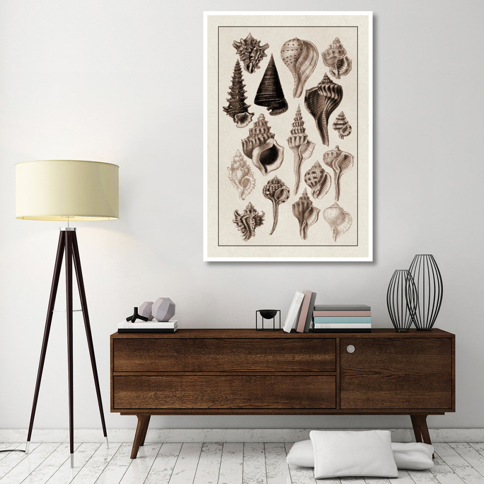 "Shells: Trachelipoda #4 (Sepia)" Digital Paper Print by G.B. Sowerby, 42"x62"