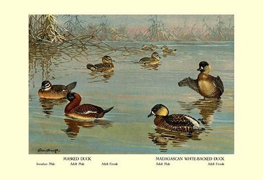 Masked and Madagascan Ducks- Fine Art Giclee Print 24" x 36"