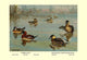 Masked and Madagascan Ducks- Fine Art Giclee Print 24" x 36"