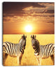 Pair of Zebras in Field At Sunset, African Canvas Art Print, 30"x40"