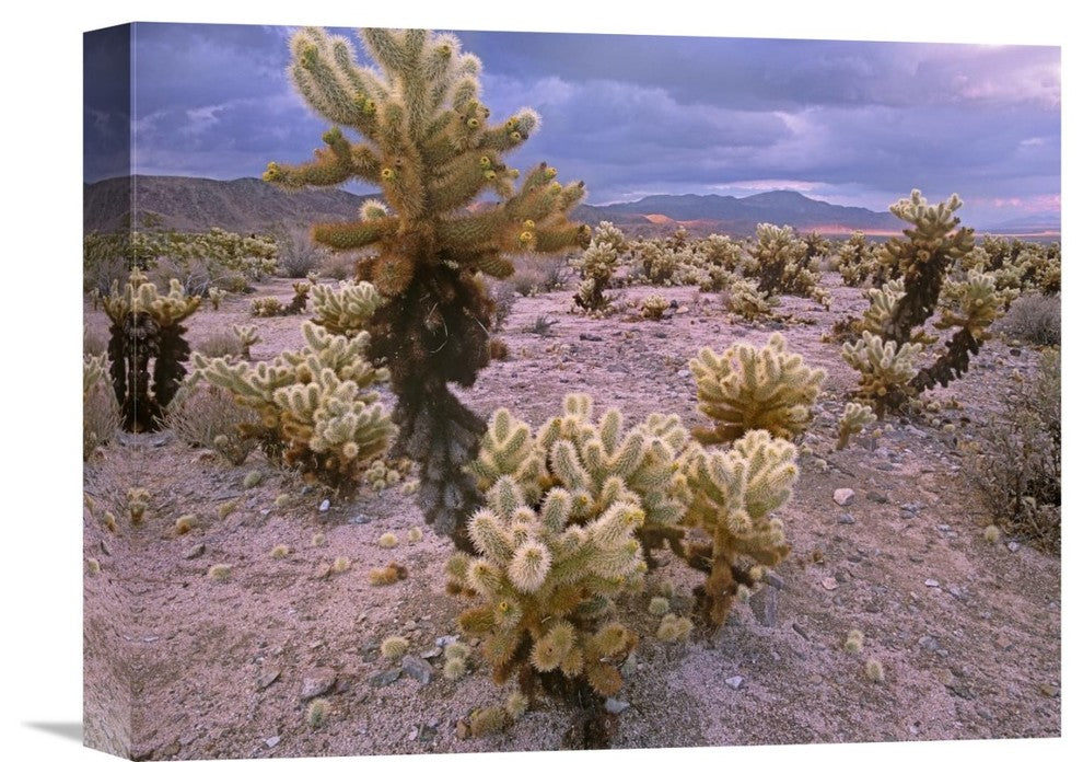 "Teddy Bear Cholla Cacti, Joshua Tree National Park, California" Artwork
