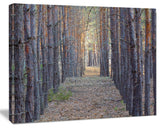 Slender Pine Tree Forest Photography, Modern Forest Canvas Art, 40"x30"