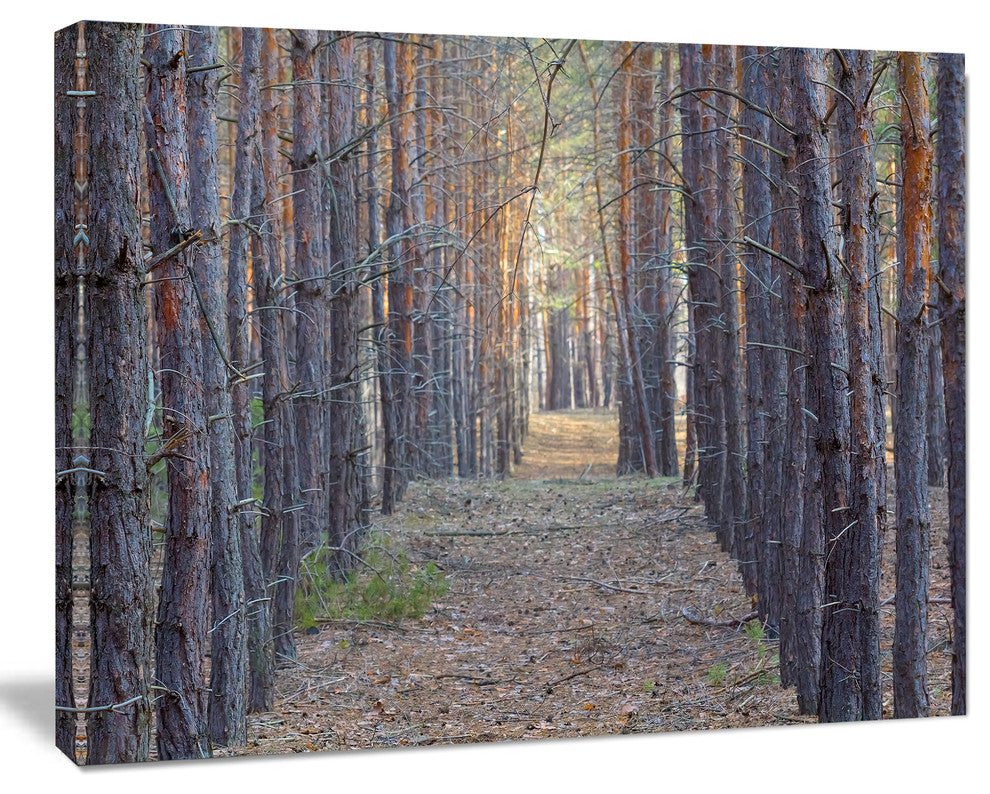 Slender Pine Tree Forest Photography, Modern Forest Canvas Art, 40"x30"