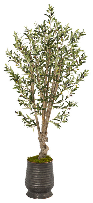 Primary product: clean white-background shot showing the entire 62"" olive tree with ribbed planter, no text or diagrams.