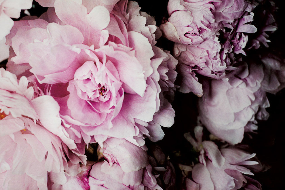"Peonies Galore I" Museum Mounted Canvas Print, 20"x16"