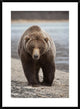 "Grizzly Bear, Katmai National Park, Alaska"  by Matthias Breiter, 28x38"