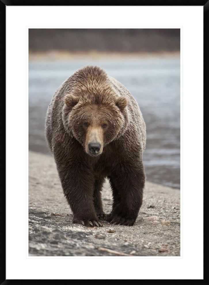 "Grizzly Bear, Katmai National Park, Alaska"  by Matthias Breiter, 28x38"