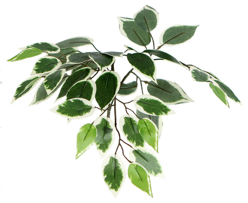 Close-up view of variegated leaves on white background.