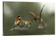 "The Fight For The Female" Stretched Canvas Giclee by Alberto Carati, 30"x20"