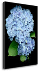 "Floral Color - 26" By Alan Blaustein, Giclee Print on Gallery Wrap Canvas