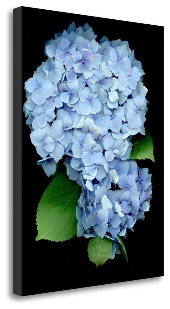 "Floral Color - 26" By Alan Blaustein, Giclee Print on Gallery Wrap Canvas