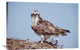 "Osprey Adult Perching On Nest, Baja California, Mexico" Artwork, 36" x 24"
