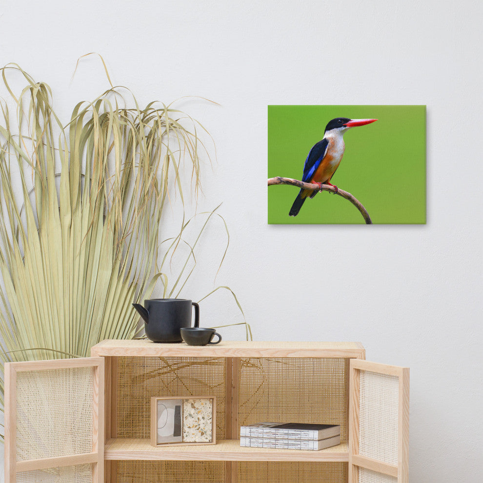 Black Capped Kingfisher Bird on Perch Wildlife Photograph Canvas Wall Art Print, 18" X 24"
