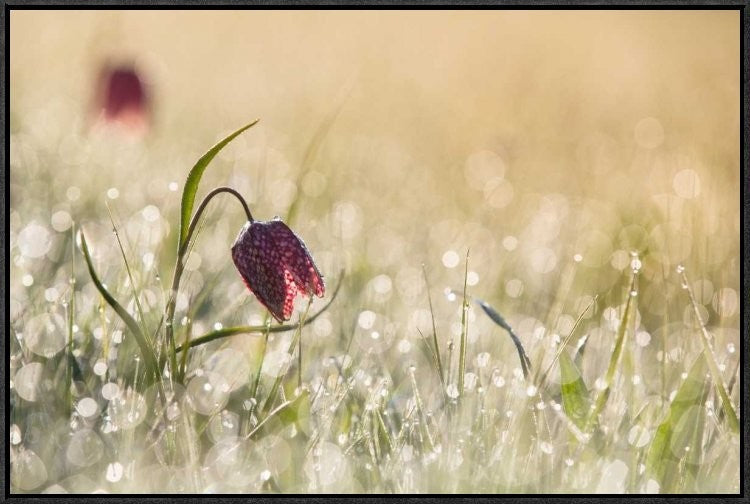 "Morningdew" Framed Canvas Giclee by Anton Van Dongen, 31x21"