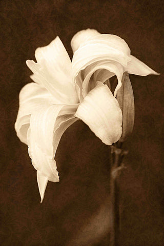 "Petal Profusion" Painting Print on Canvas by Robertson