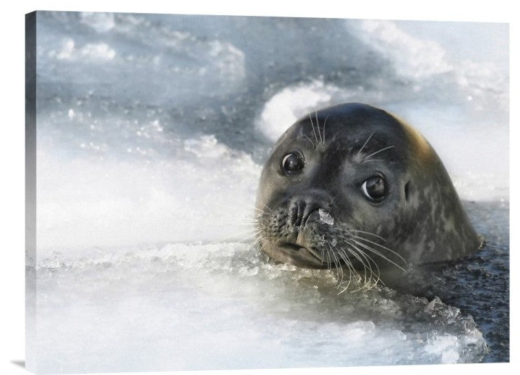 "Do You Have A Fish ?" Stretched Canvas Giclee by Holger Droste, 24"x18"